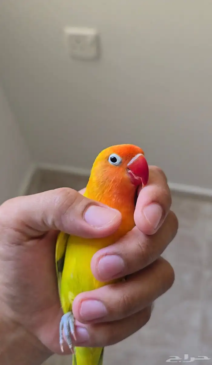 للبيع فيشر اليف نشبة 2