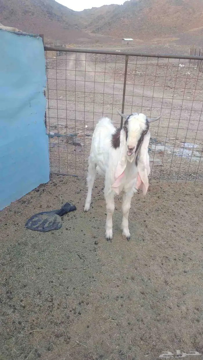 تيس فحل شرط 1