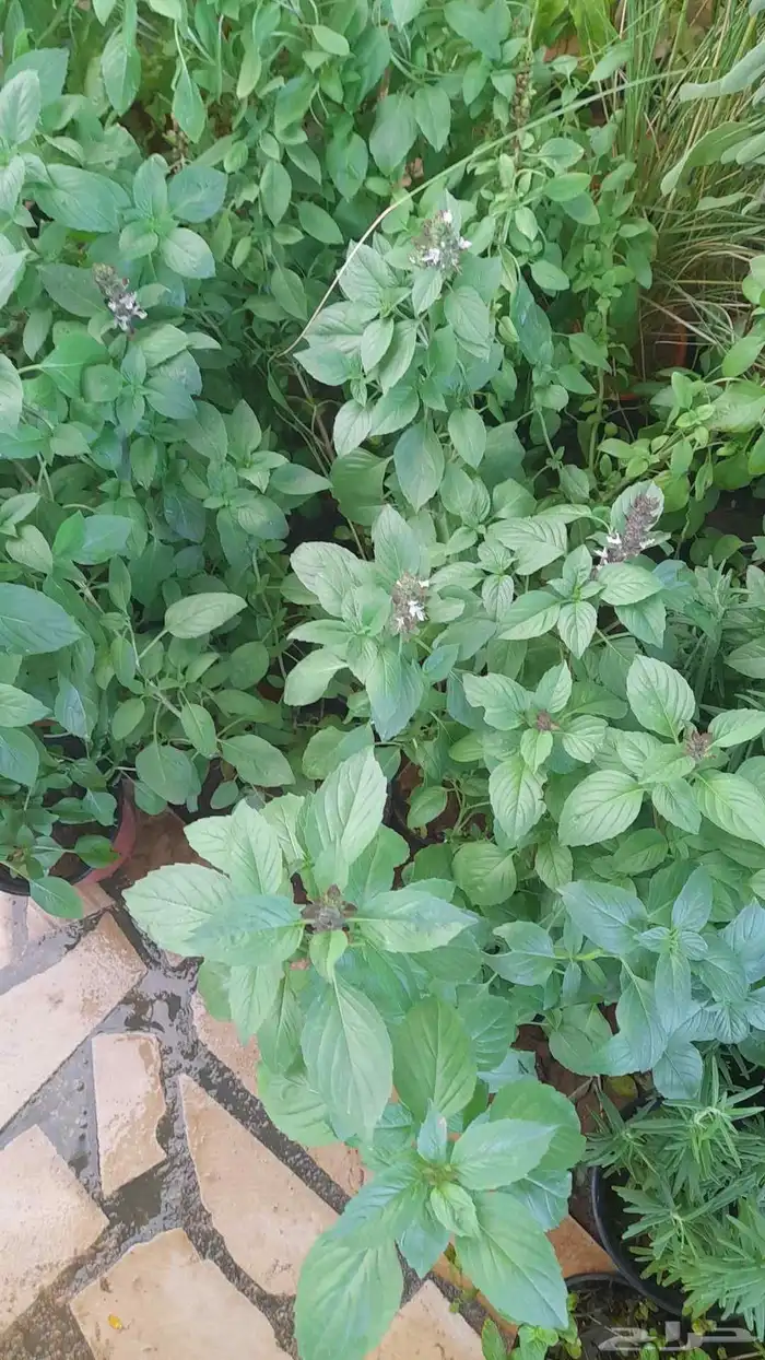 منسق حديق وتركيب جميع شبكات الري العادي والاتمتك 6