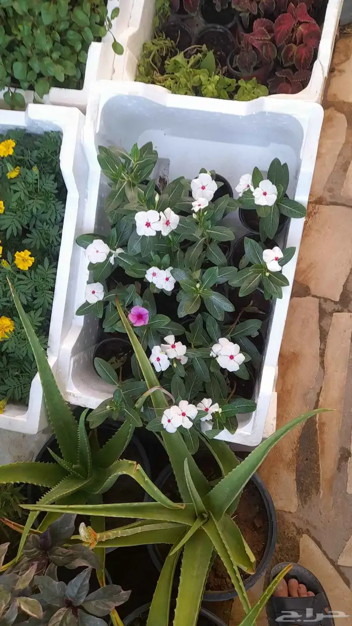 منسق حديق وتركيب جميع شبكات الري العادي والاتمتك 2