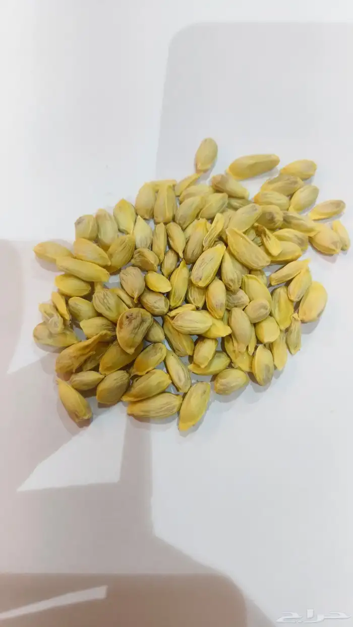 بذور الليمون الحلو 0