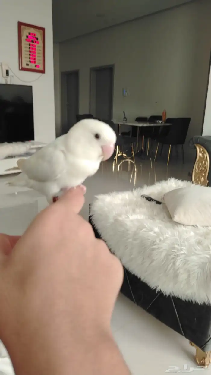 روز أنثى أليف ابيظ على بنفسجي متكلم 0