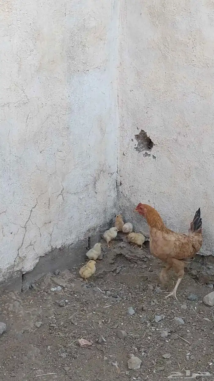 دجاجه مفرخه 0