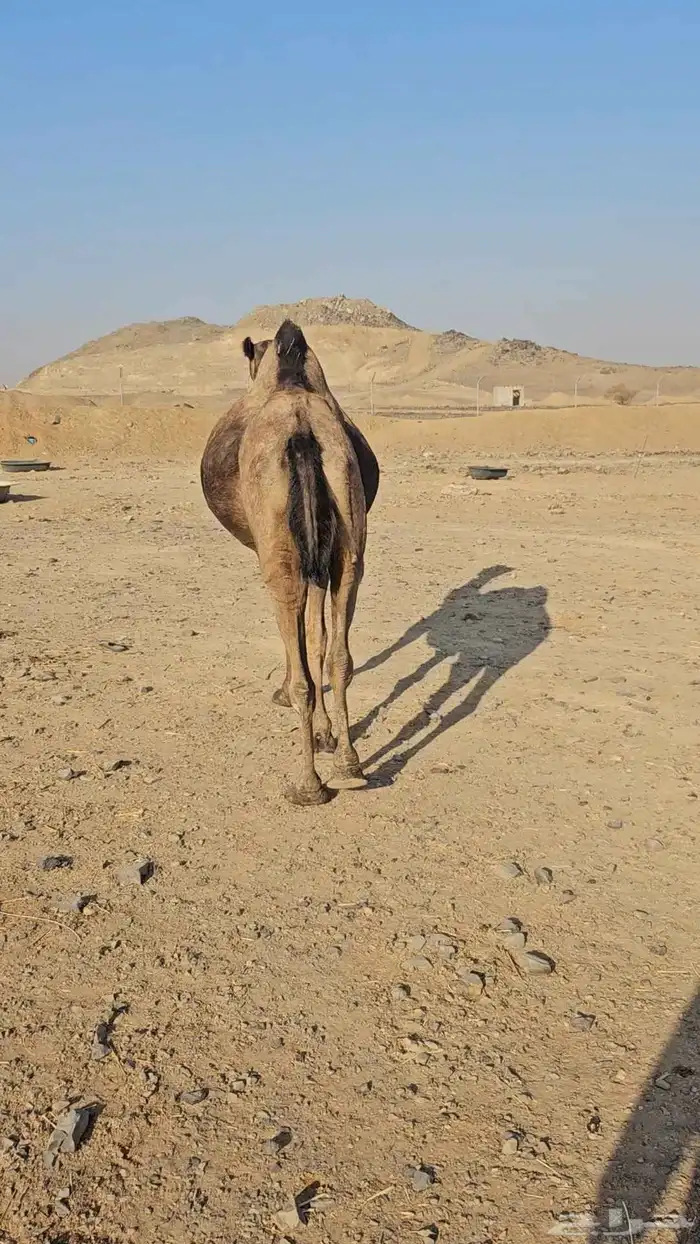 ناقه عادي تم البببع 3