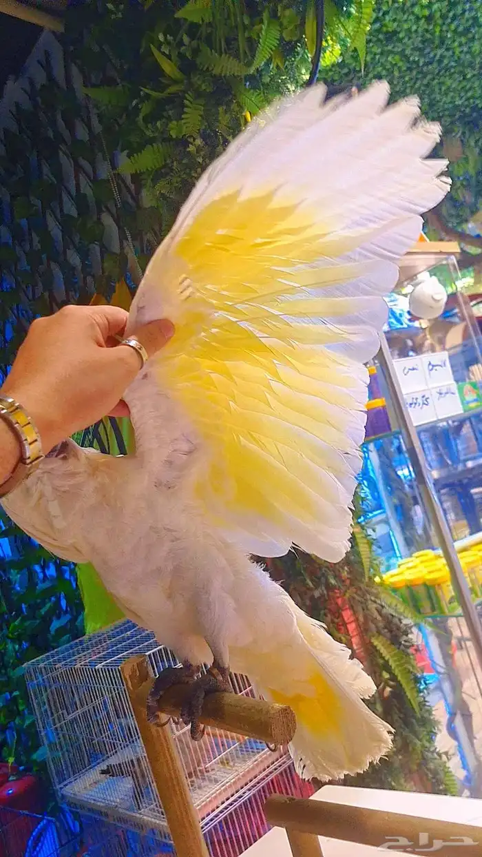 فروخ كوكاتو أمبريلا 29