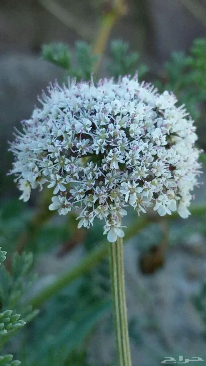 بذور البسباس البري 0