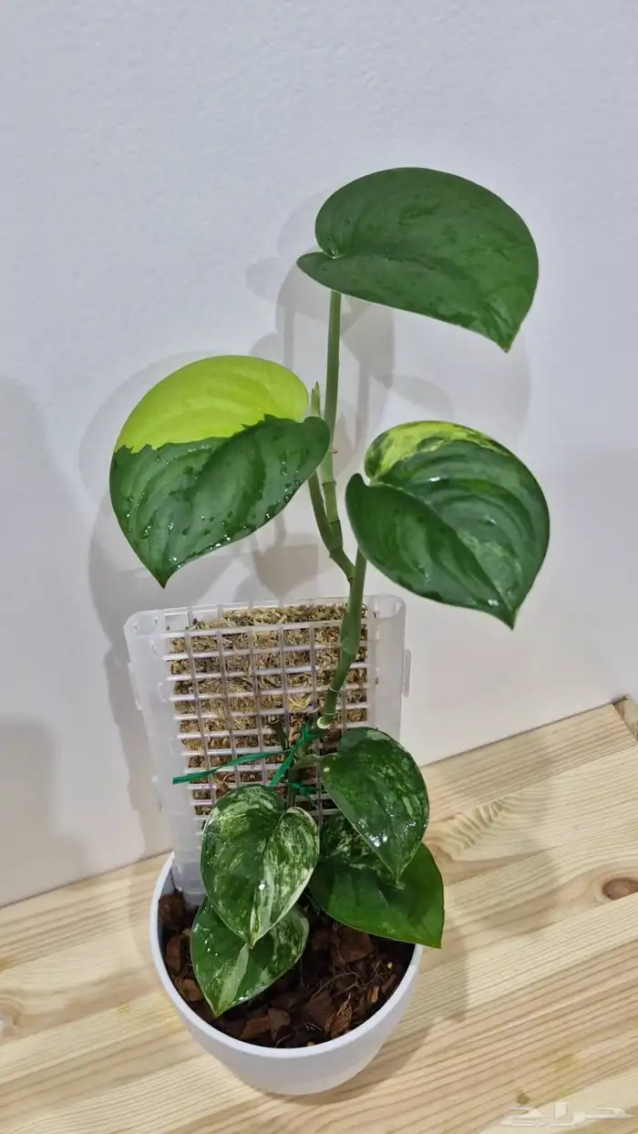 نبتة نادرة 1