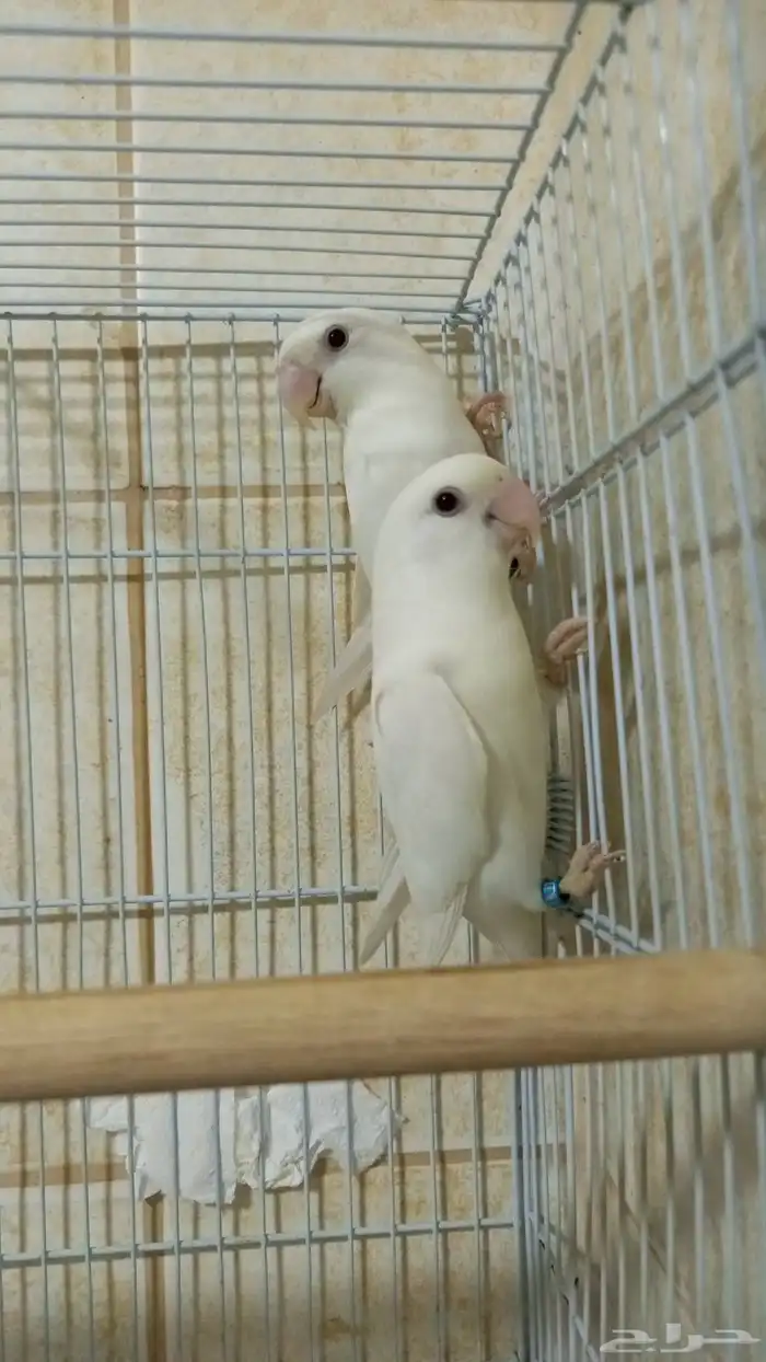 للبيع جوز روز البينو عواين حمر 0