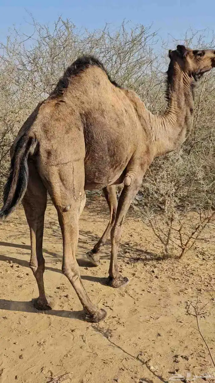 ناقه عادي تم البببع 2