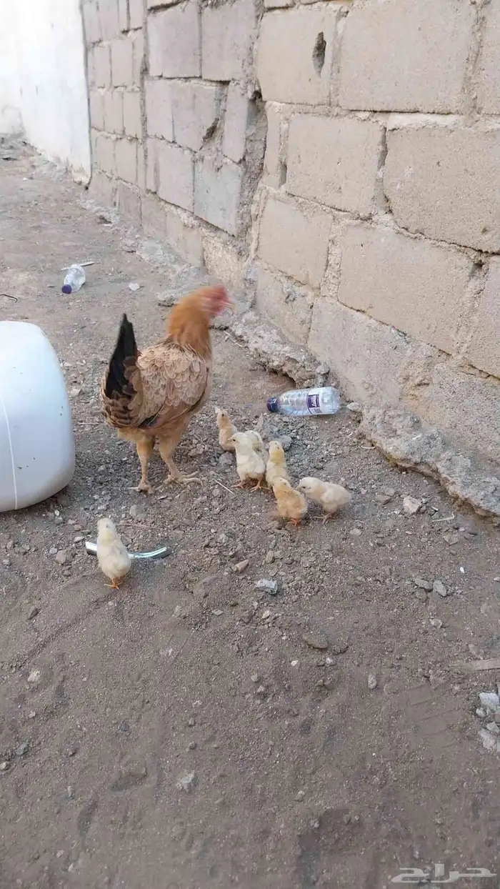 دجاجه مفرخه 2