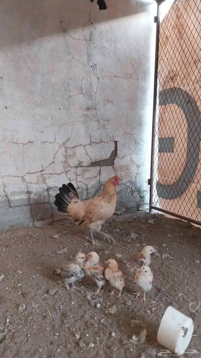 دجاجه مفرخه 3