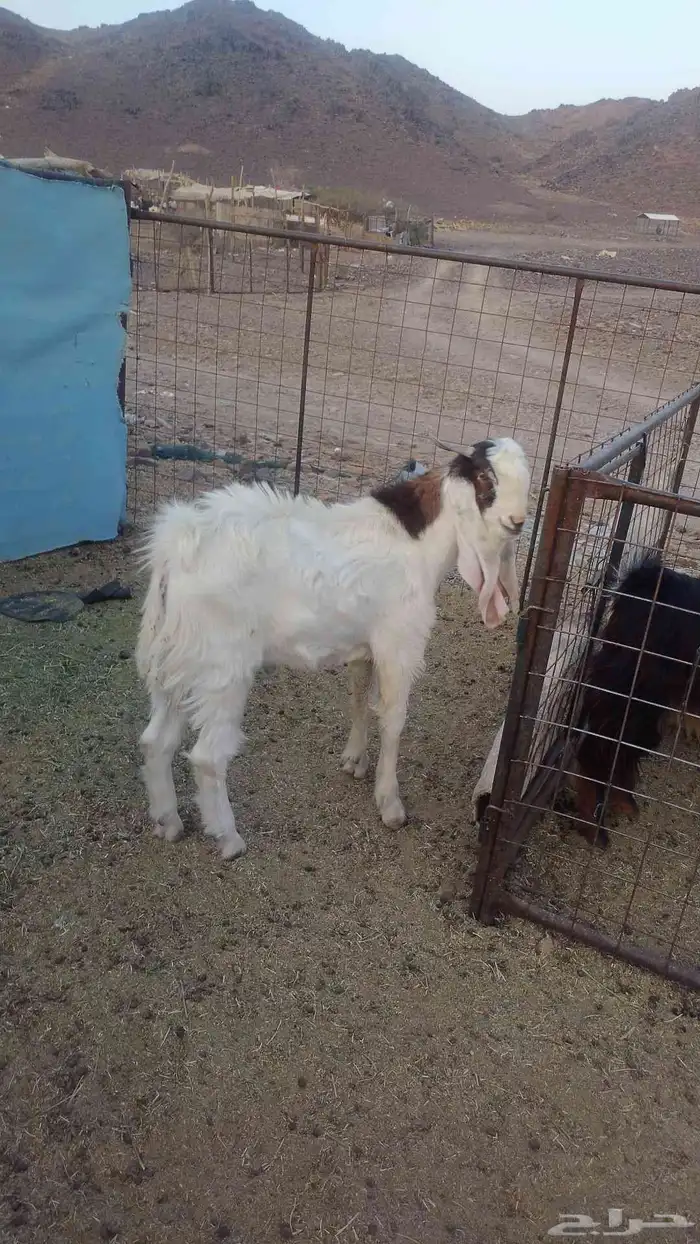 تيس فحل شرط 0