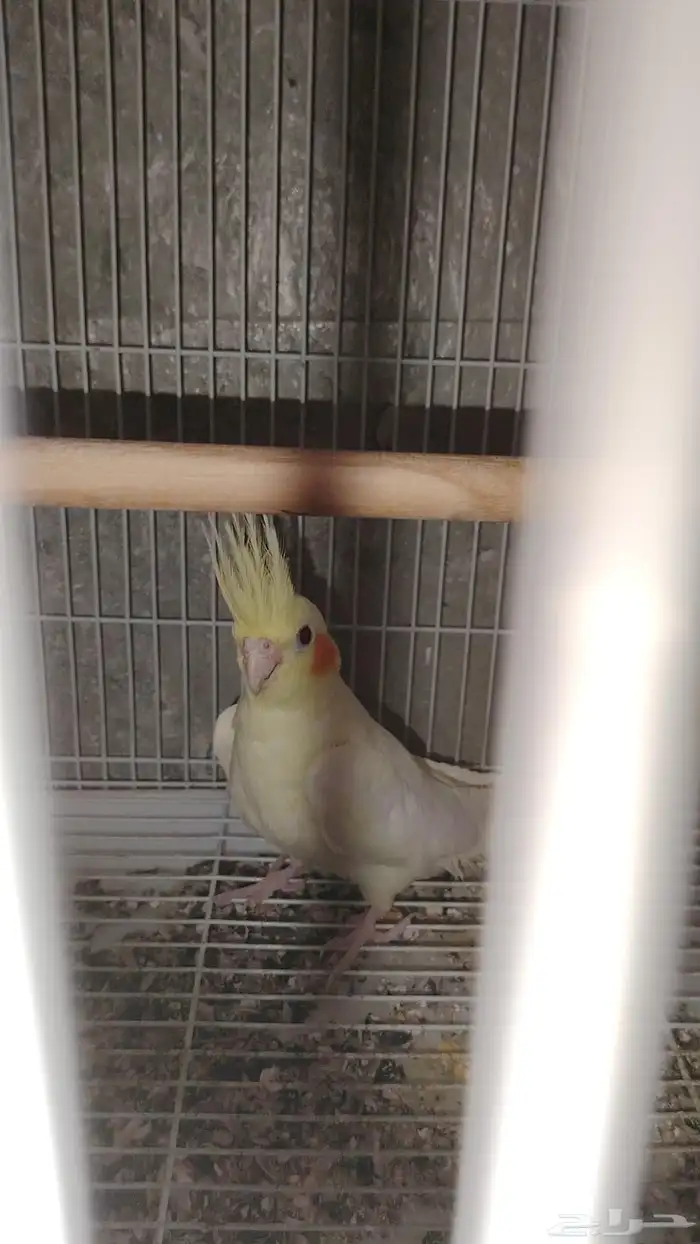 للبيع كروان الون موضح ب الصور عيون حمرا العمر 0