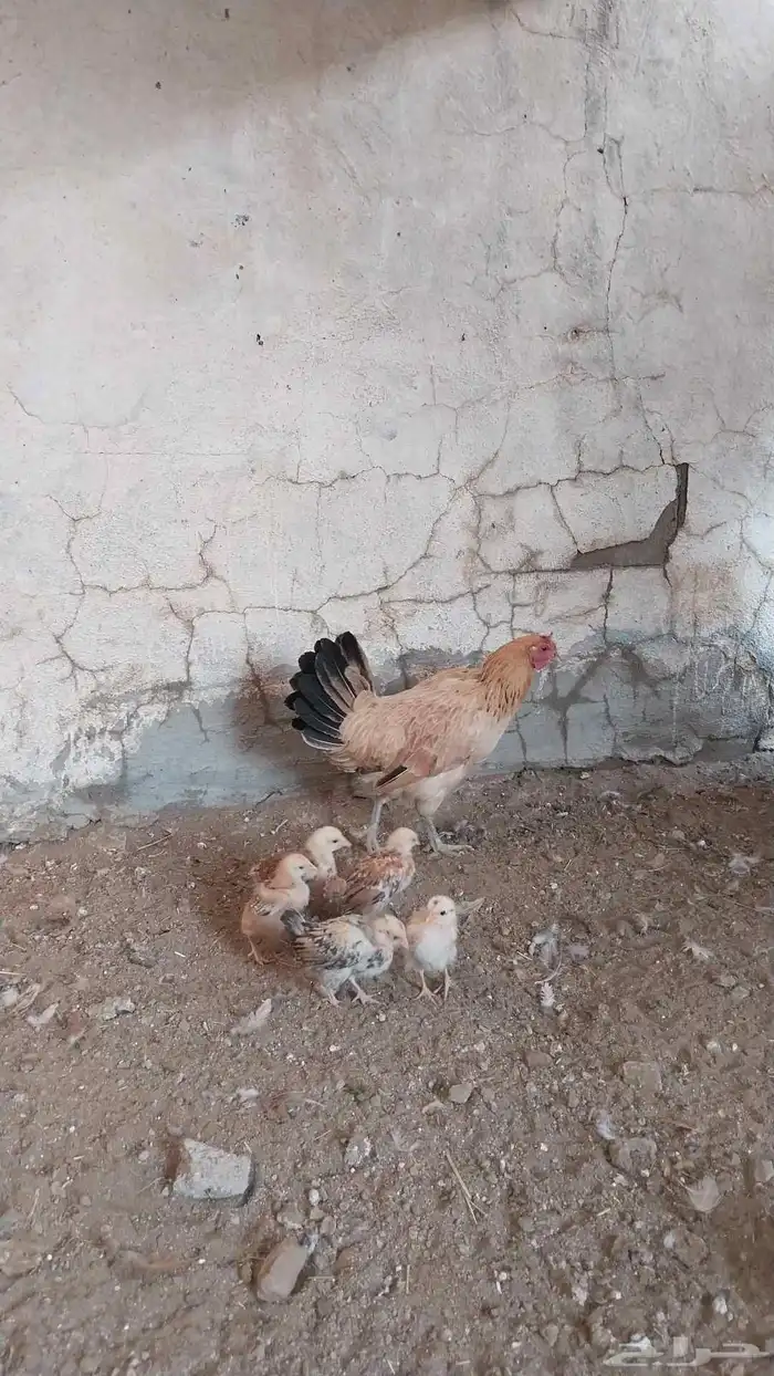 دجاجه مفرخه 4