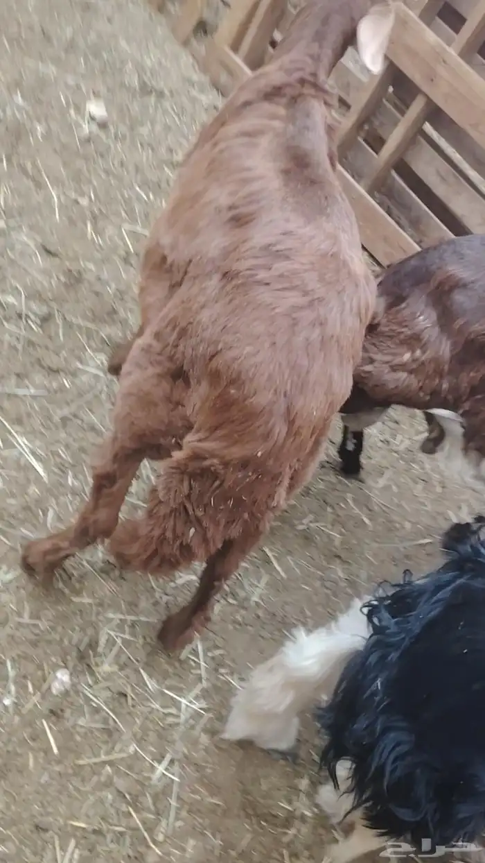 خروف سواكني طيب مطعوم شرط 0