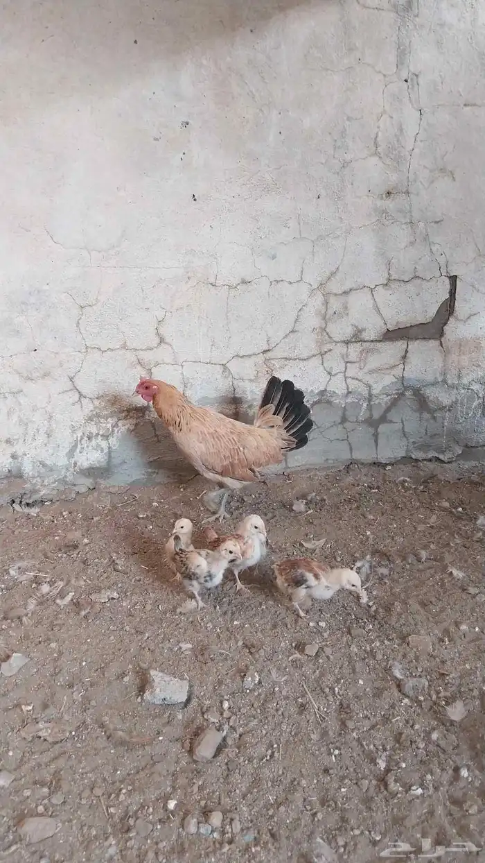 دجاجه مفرخه 5