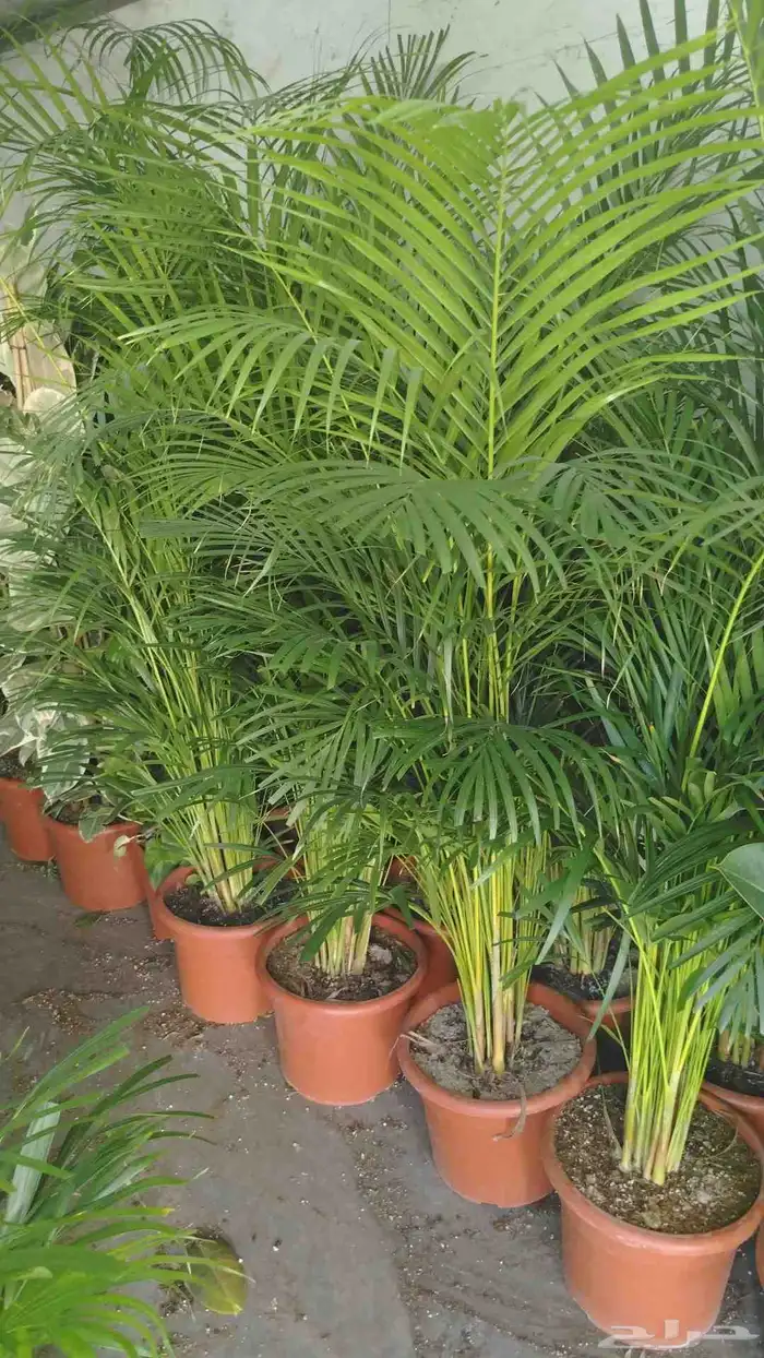 تنسيق حدائق تصميم ديكورات الحدائق تصميم شبكات ري 0