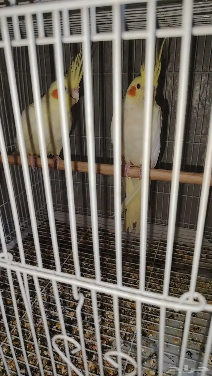 للبيع كروان الون موضح ب الصور عيون حمرا العمر 2