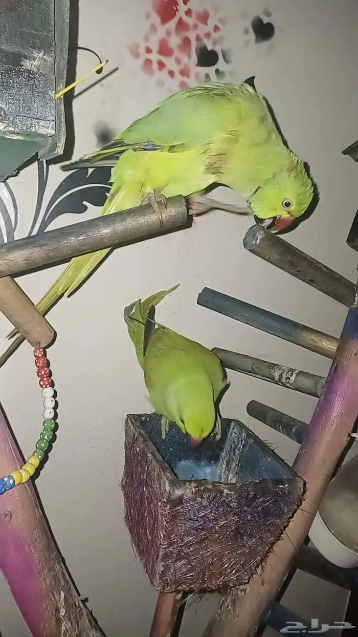 ببغاء أخضر 3