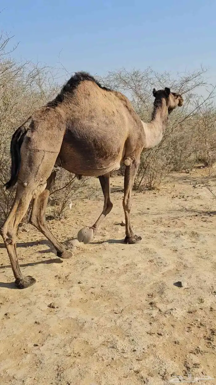 ناقه عادي تم البببع 0