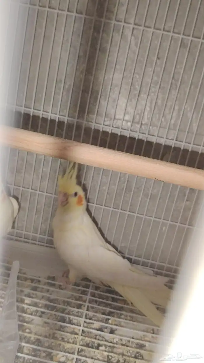 للبيع كروان الون موضح ب الصور عيون حمرا العمر 1