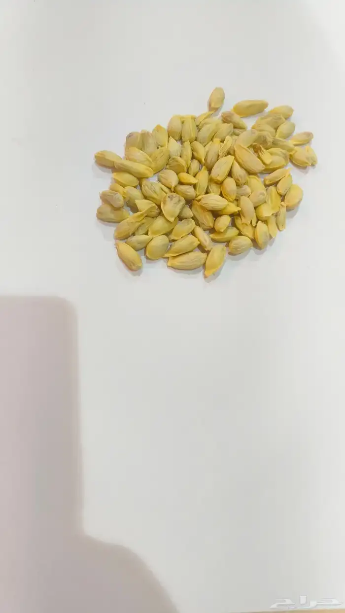 بذور الليمون الحلو 1