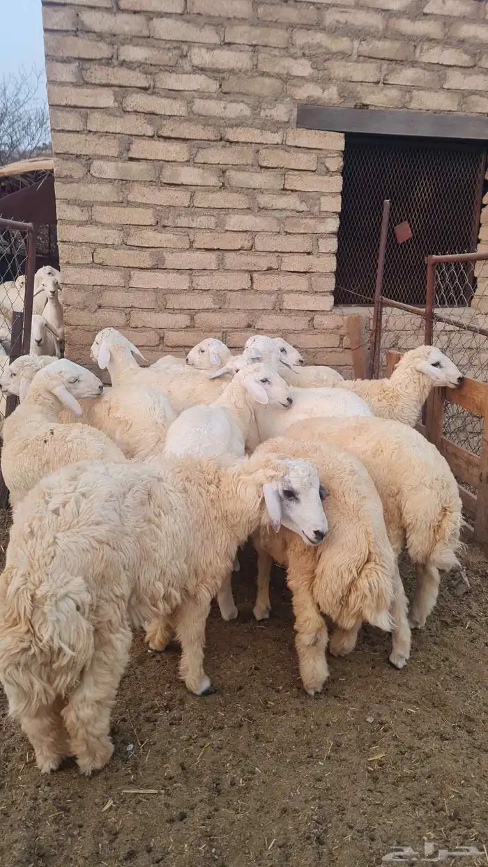 يوجد طليان للبيع عدد 30 جذعان فل شحم على السوم 1