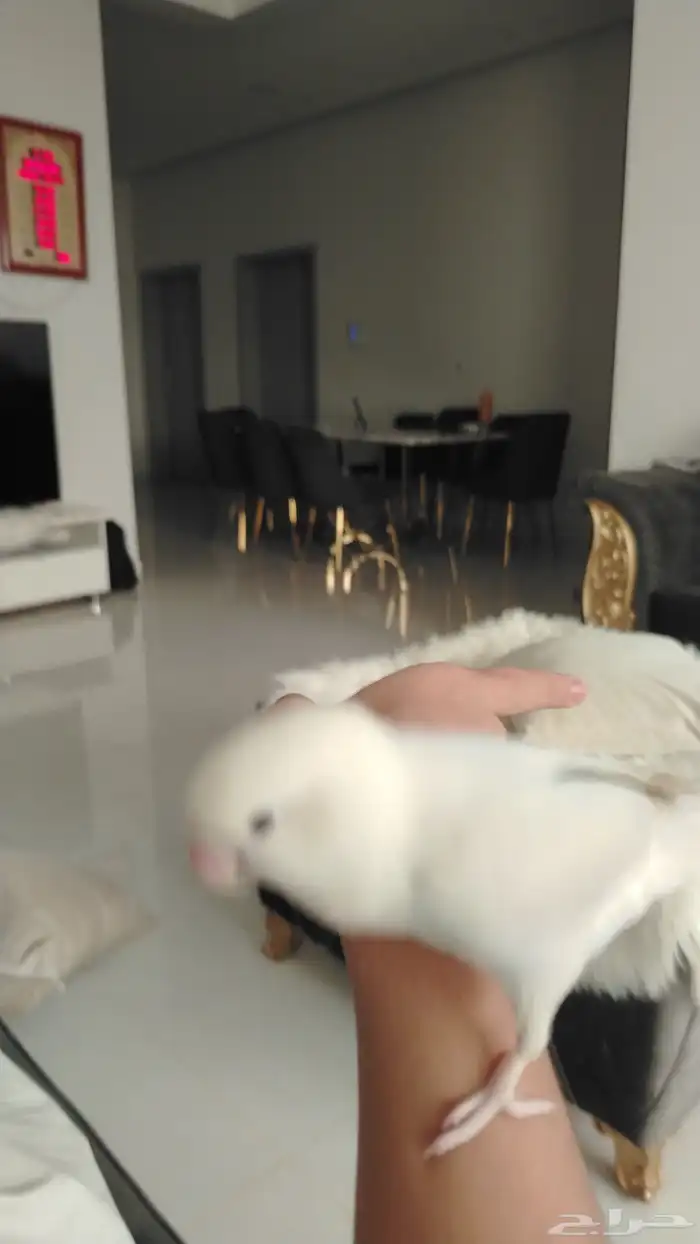 روز أنثى أليف ابيظ على بنفسجي متكلم 1