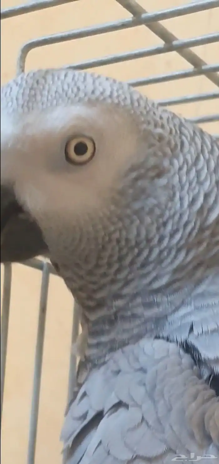 انثى كاسكو وليفة وثلجي 3