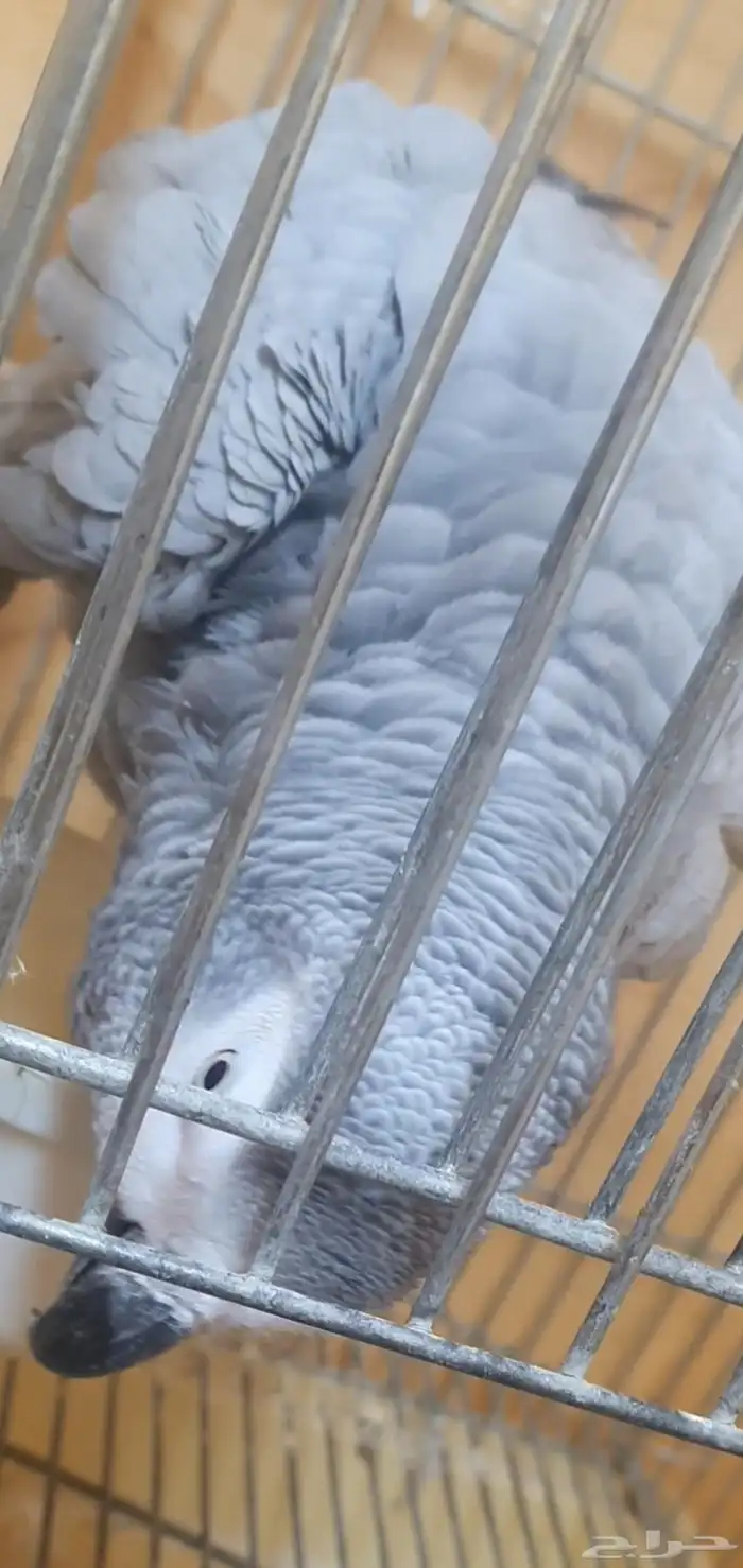 انثى كاسكو وليفة وثلجي 8