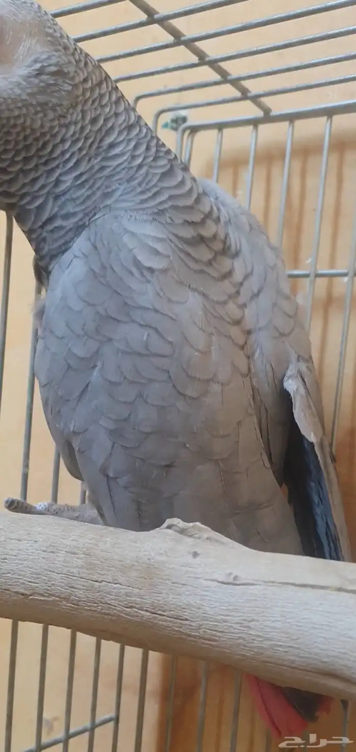 انثى كاسكو وليفة وثلجي 2