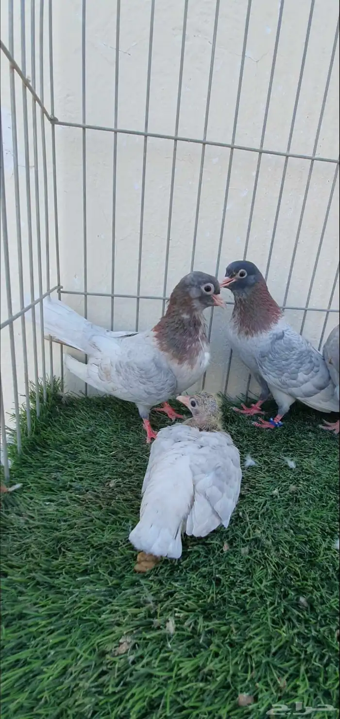 حمام صنعاني 2