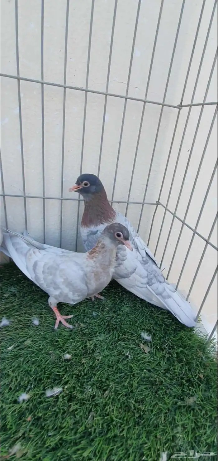 حمام صنعاني 1