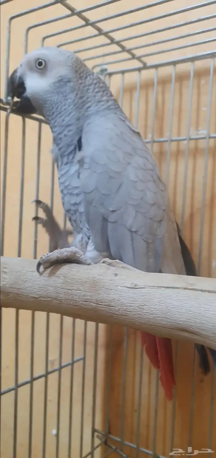 انثى كاسكو وليفة وثلجي 6