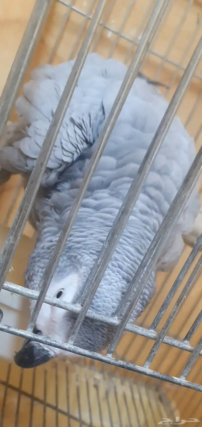 انثى كاسكو وليفة وثلجي 7