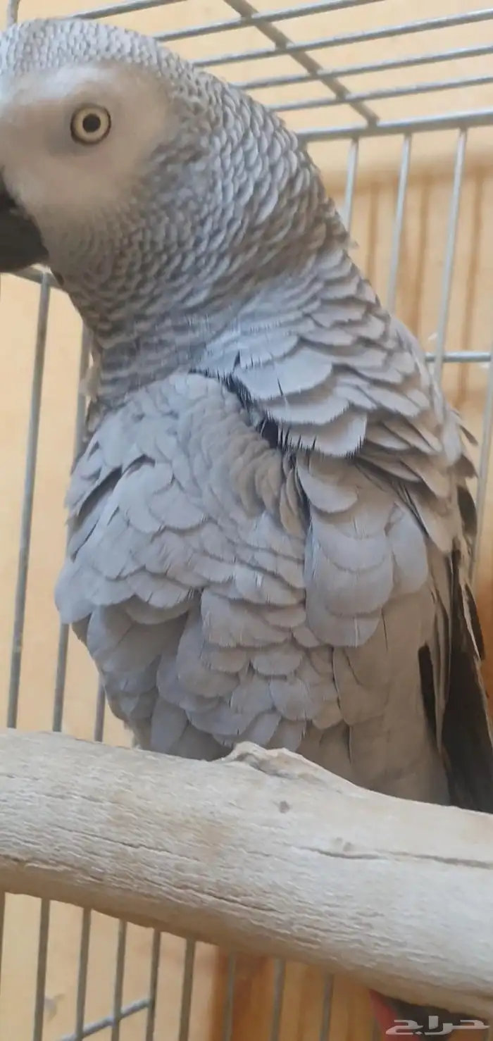 انثى كاسكو وليفة وثلجي 4