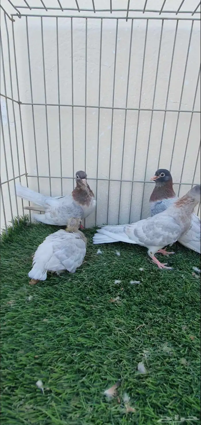 حمام صنعاني 0