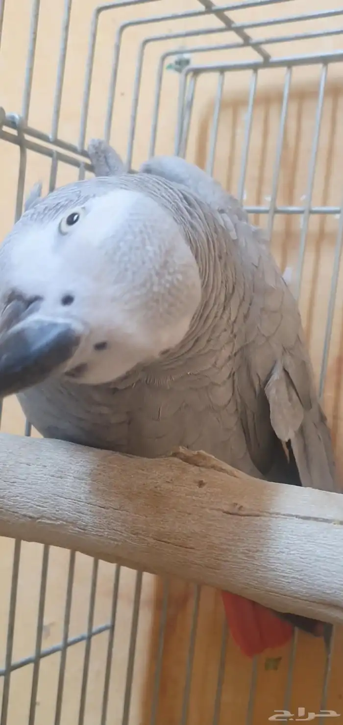 انثى كاسكو وليفة وثلجي 5