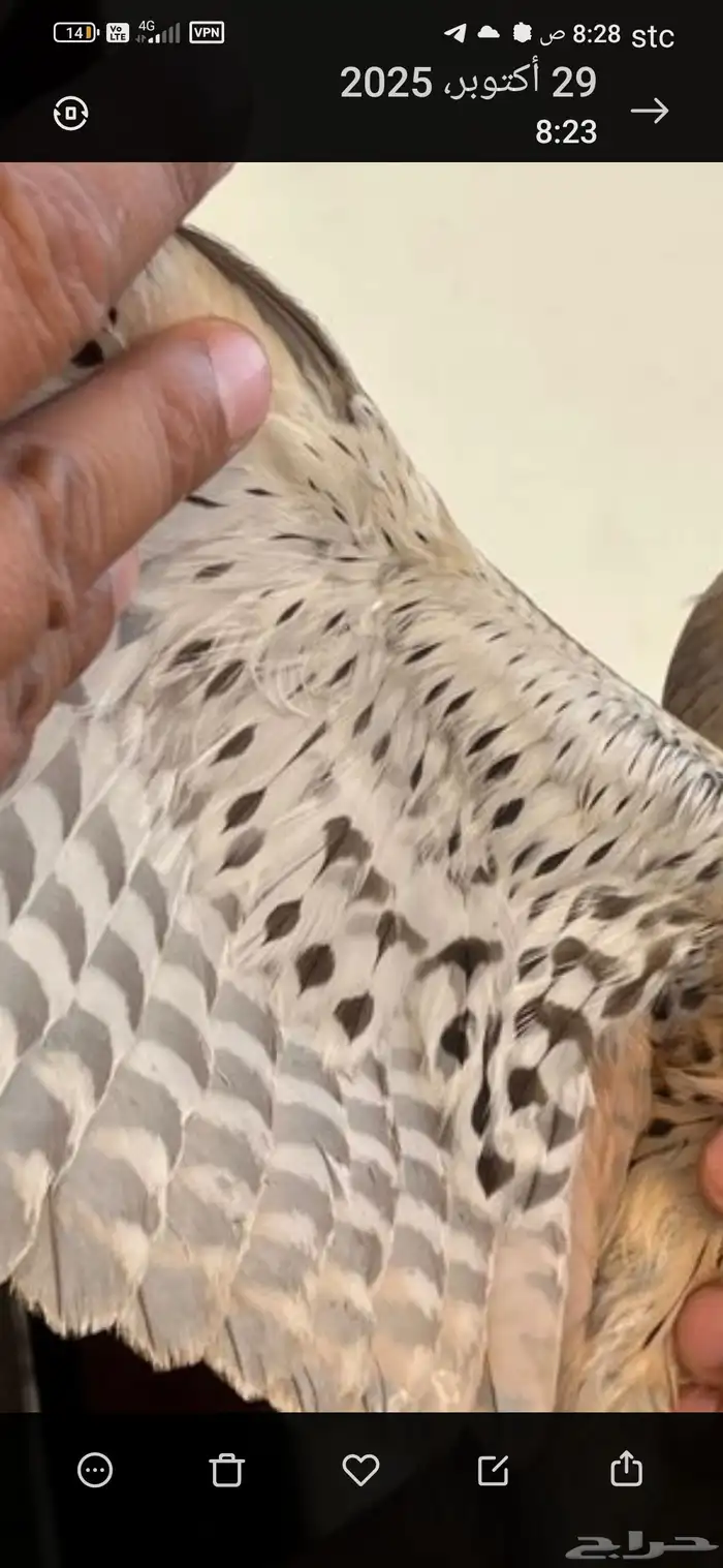 البيع على السوم بسم الله ماءشالله 5