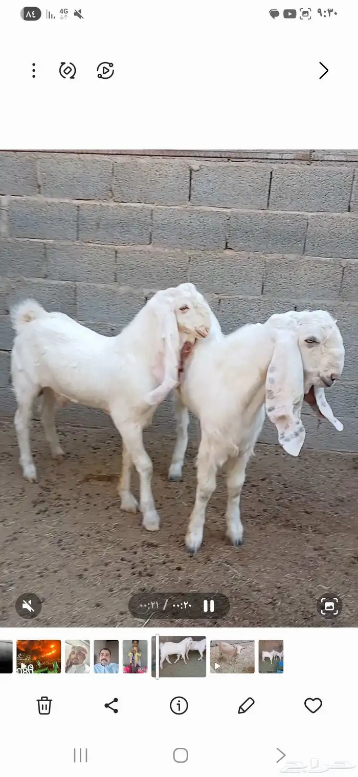 تيوس هولنديات فاخره ع سوم الموقع الجله 0