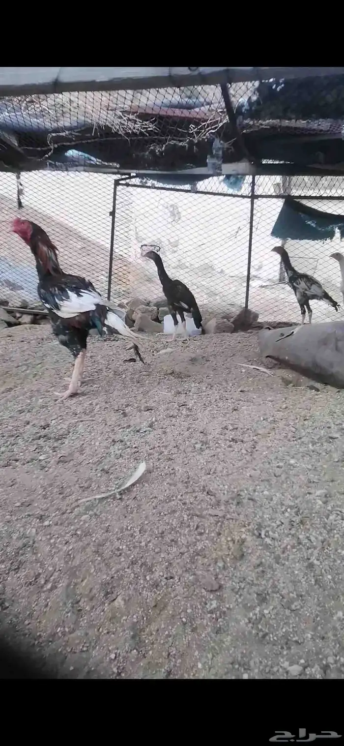 دجاج باكستاني 3