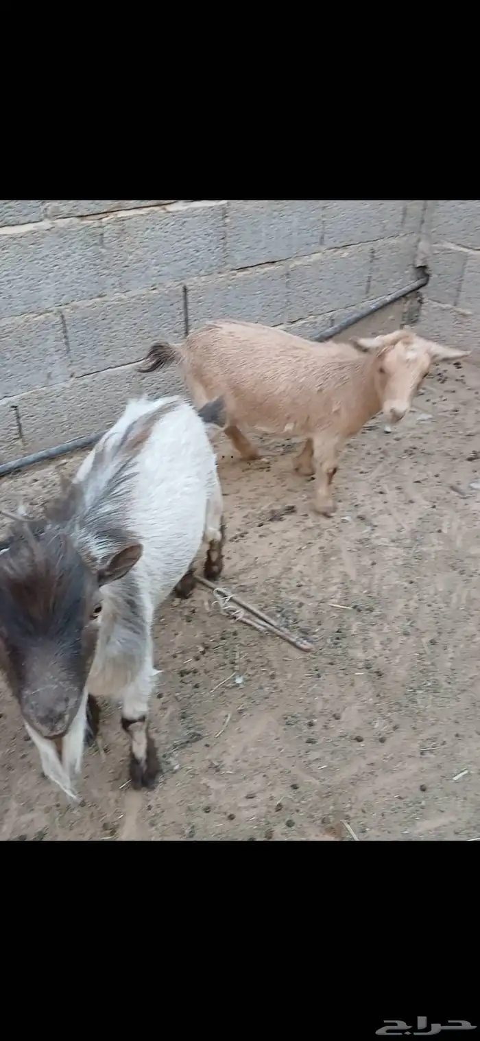 تيس وجفره اقزام صحتها طيبه ولله الحمد ع السوم 0