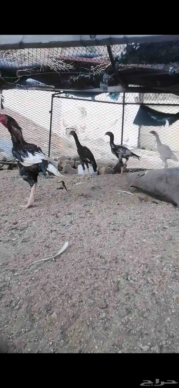 دجاج باكستاني 1