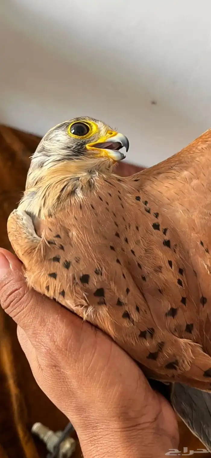 البيع على السوم بسم الله ماءشالله 3