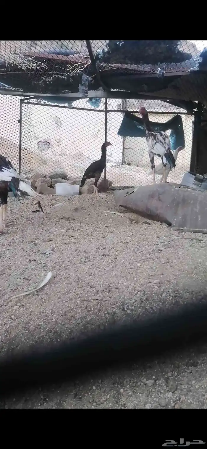 دجاج باكستاني 2