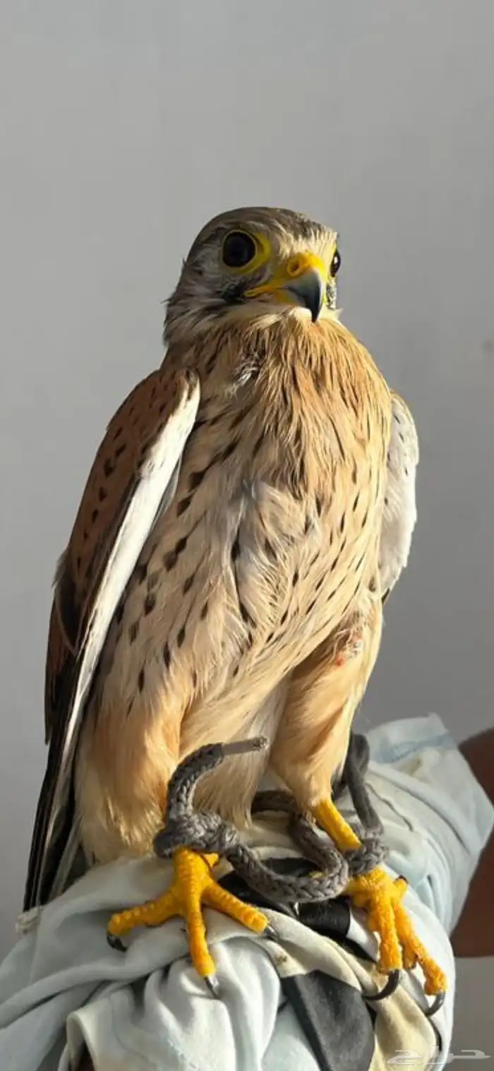 البيع على السوم بسم الله ماءشالله 2