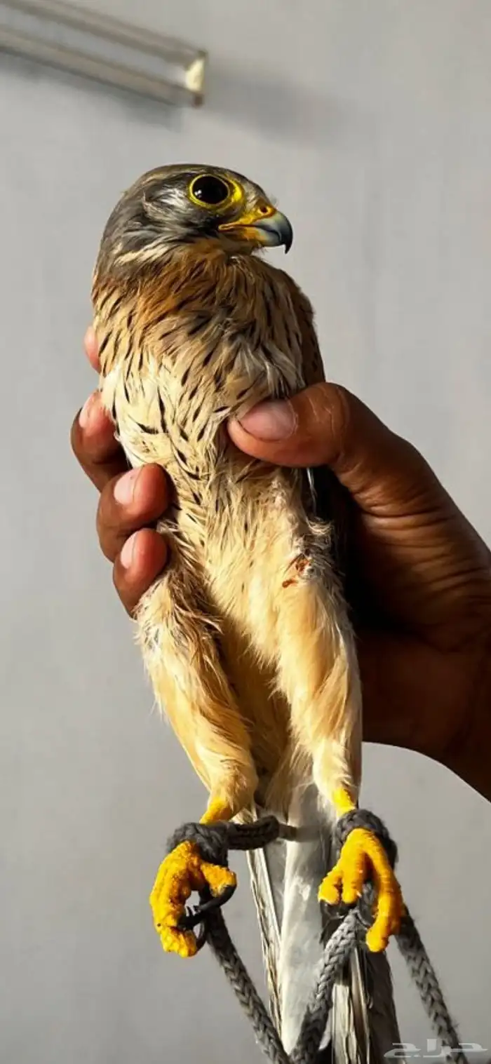 البيع على السوم بسم الله ماءشالله 4