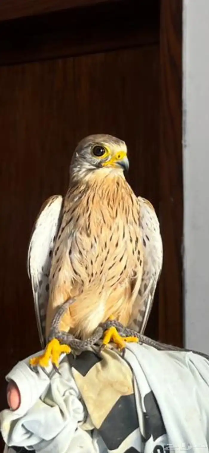 البيع على السوم بسم الله ماءشالله 6