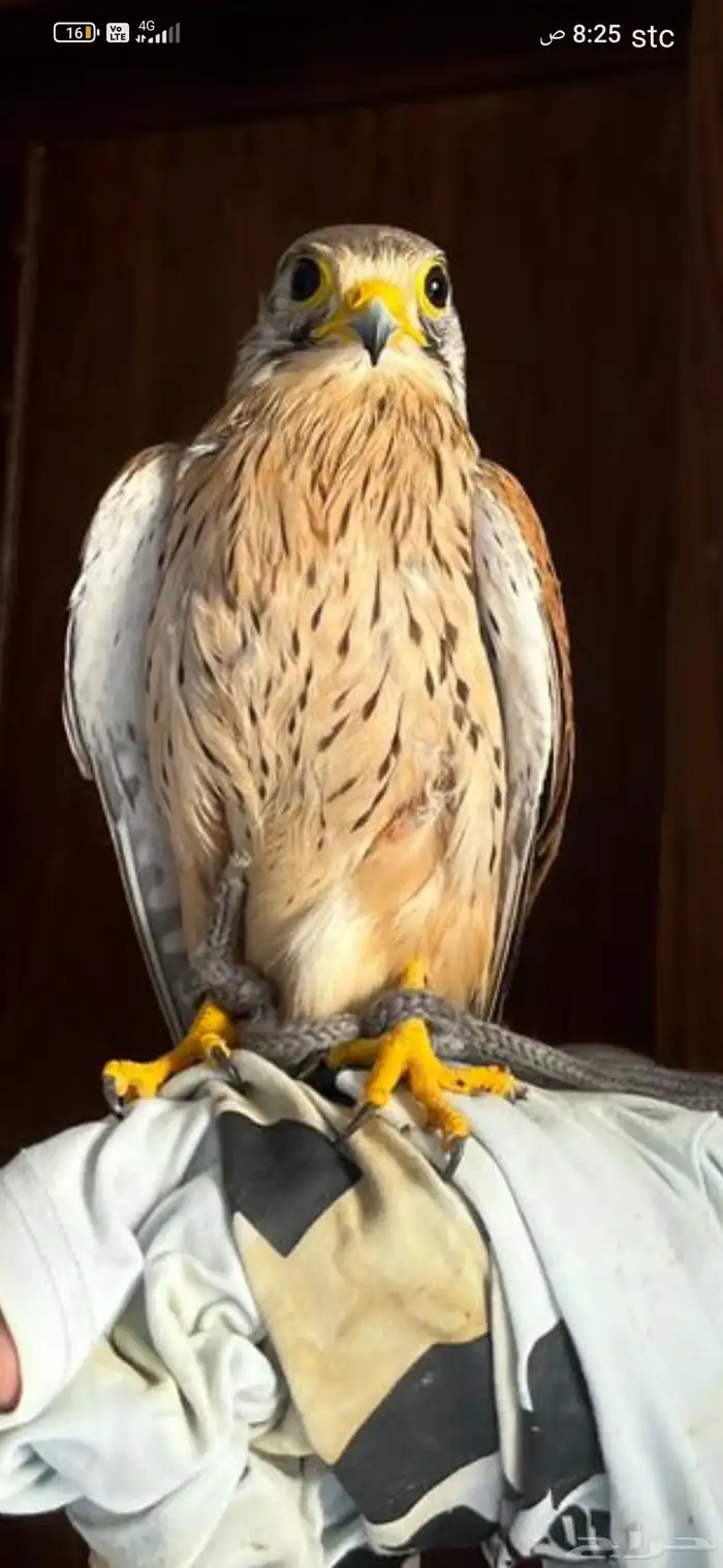 البيع على السوم بسم الله ماءشالله 7