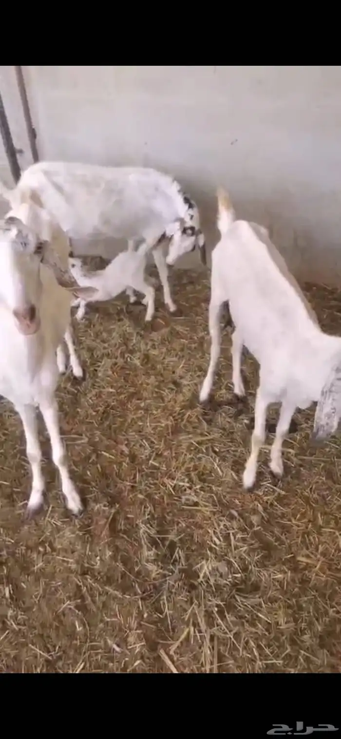 غنم ولد للبيع في المظيلف 1